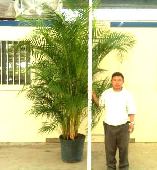 17" Areca Palm